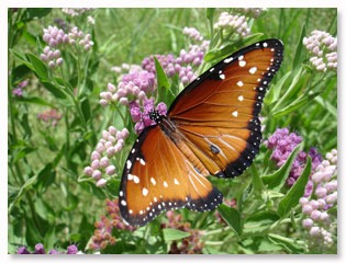 original photo, butterfly, flowers