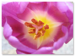 flower close up macro photography