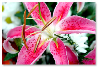 narrow depth of field, stamens, pistils, macro