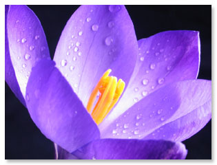 macro, flower with dew