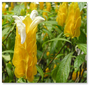 natural light, macro, yellow flower