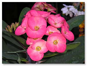 used flash, pink flowers, dark background